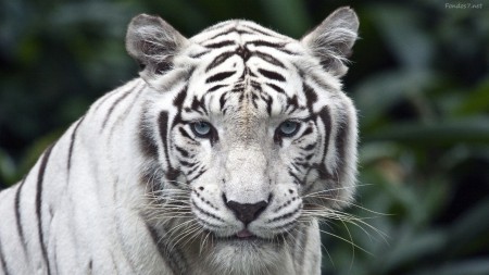 Tigre Blanco